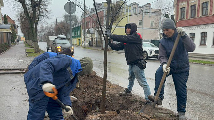 Владимирские вандалы против деревьев